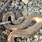 Northern Brown Snake