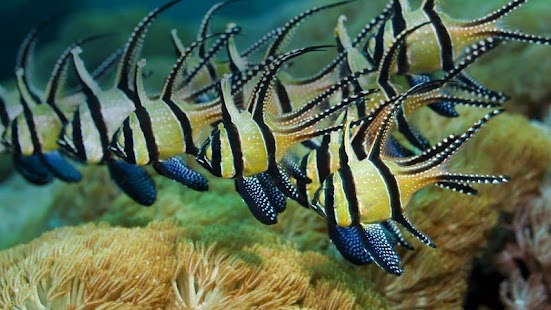 Fish Wallpaper Screenshots 12