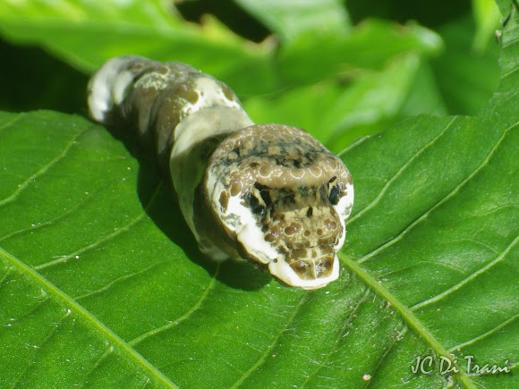 Lizard Head Caterpillar | Project Noah