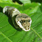 Lizard Head Caterpillar