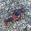 Red Shouldered bugs {Mating}