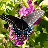 Black swallowtail (female)