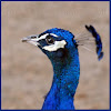 Peacock (Peafowl) Indian Blue