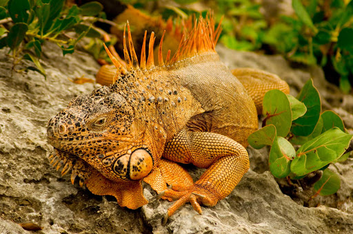 Cozumel-iguana - A colorful iguana spotted in Cozumel, Mexico. 
