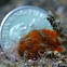 Hairy / Striated Frogfish - Juvenile