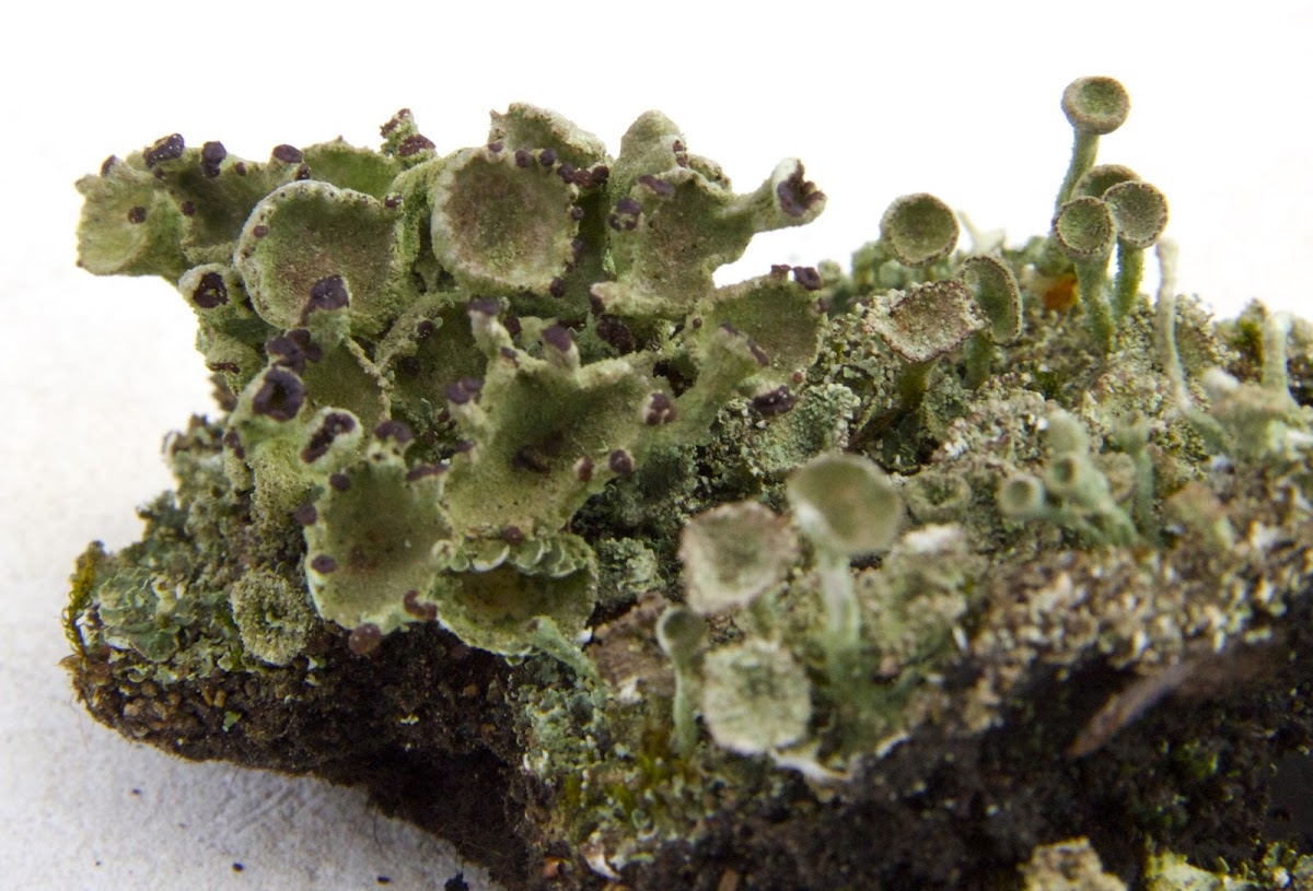 Cup Lichens