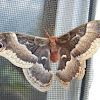 Promethea Moth (female)