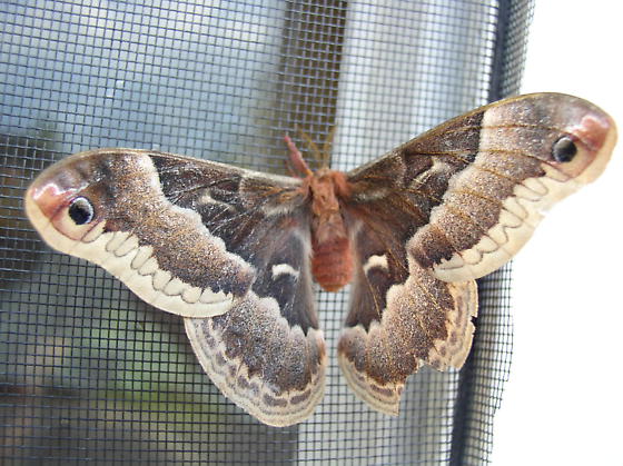 Promethea Moth (female)
