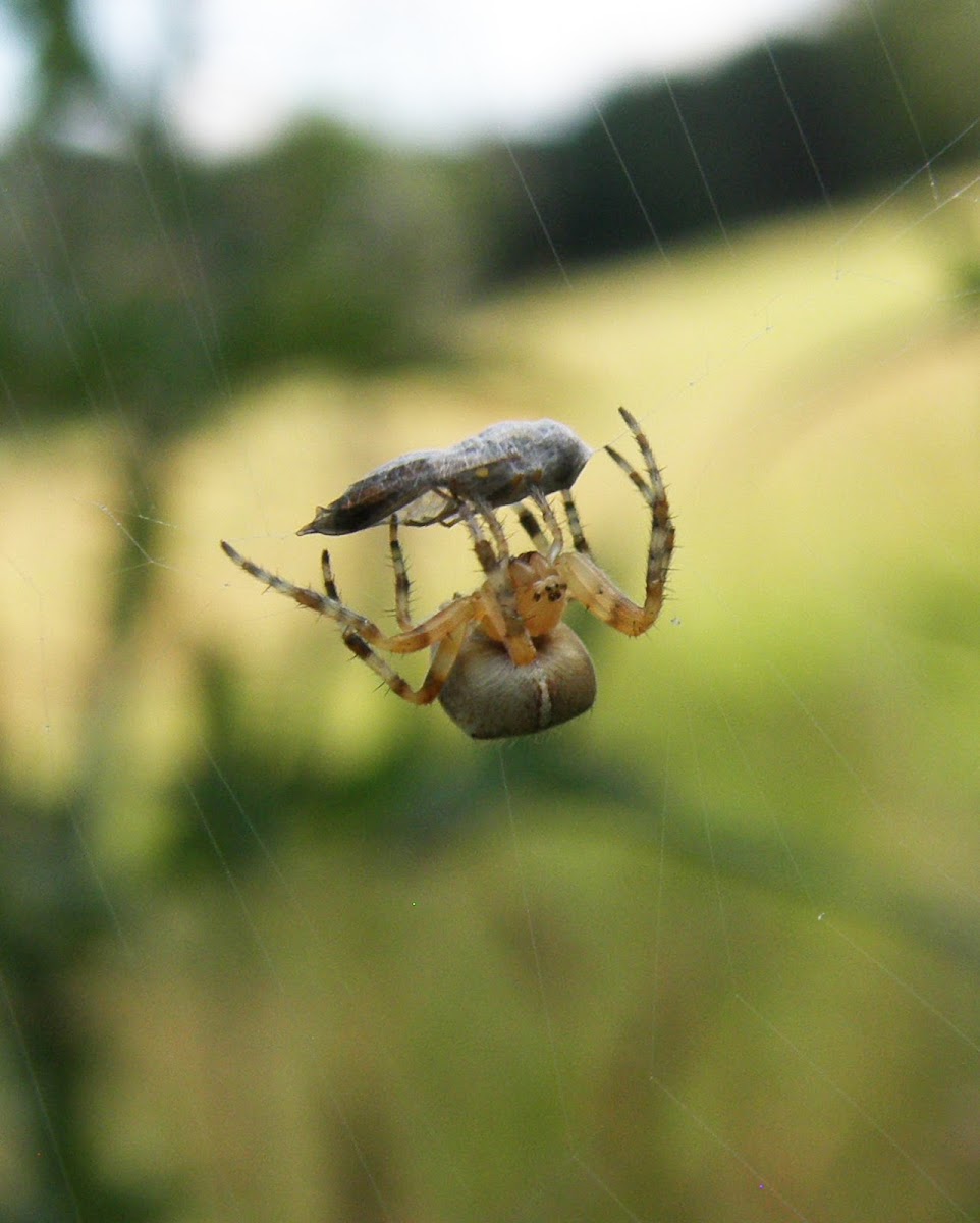 Spider wrapping its meal