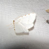 Lesser Maple Spanworm