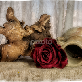 Red Rose in the Middle by Astrid Pardew - Artistic Objects Still Life