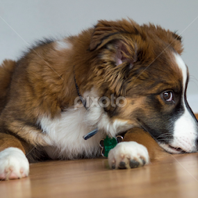 Henry #7 by Christopher Fenning - Animals - Dogs Portraits