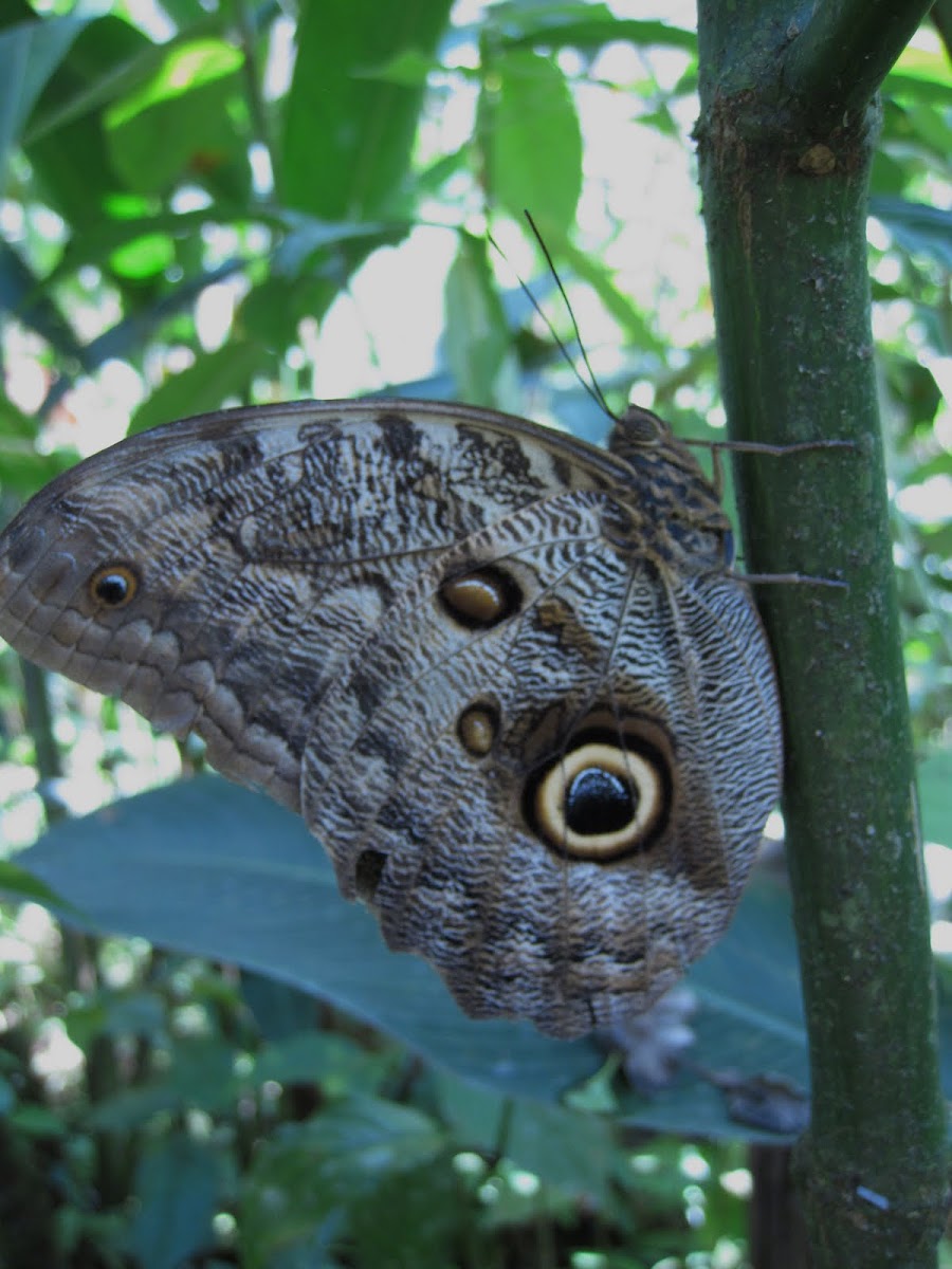 Owl butterfly