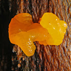 Yellow Jelly Fungus