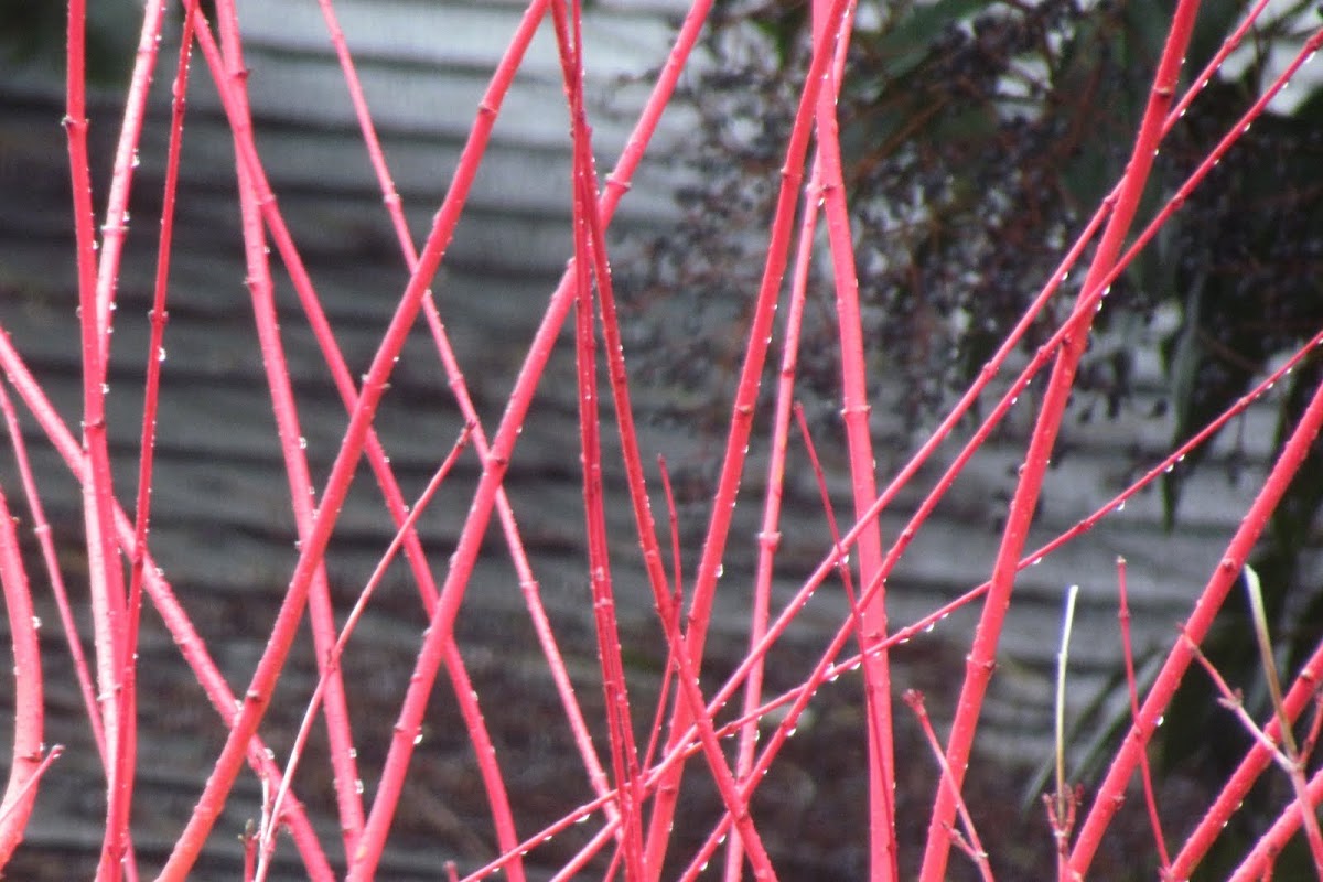 Coral Japanese maple | Project Noah