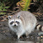 Racoon