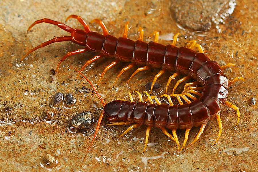 Giant red Centipede