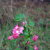 Red-Flowering Currant
