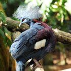 Common Crowned Pigeon