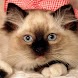 Cute Dogs Pets Wallpaper