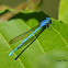 Damselfly