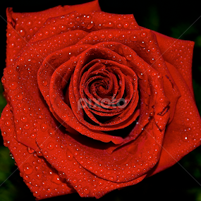 by Wendell Kennedy - Flowers Single Flower