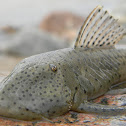 cucha pintada - bristlemouth - armored catfish