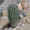 Young Saguaros