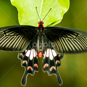 Common Rose by Sankar Singha - Animals Insects & Spiders