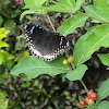 The great eggfly female