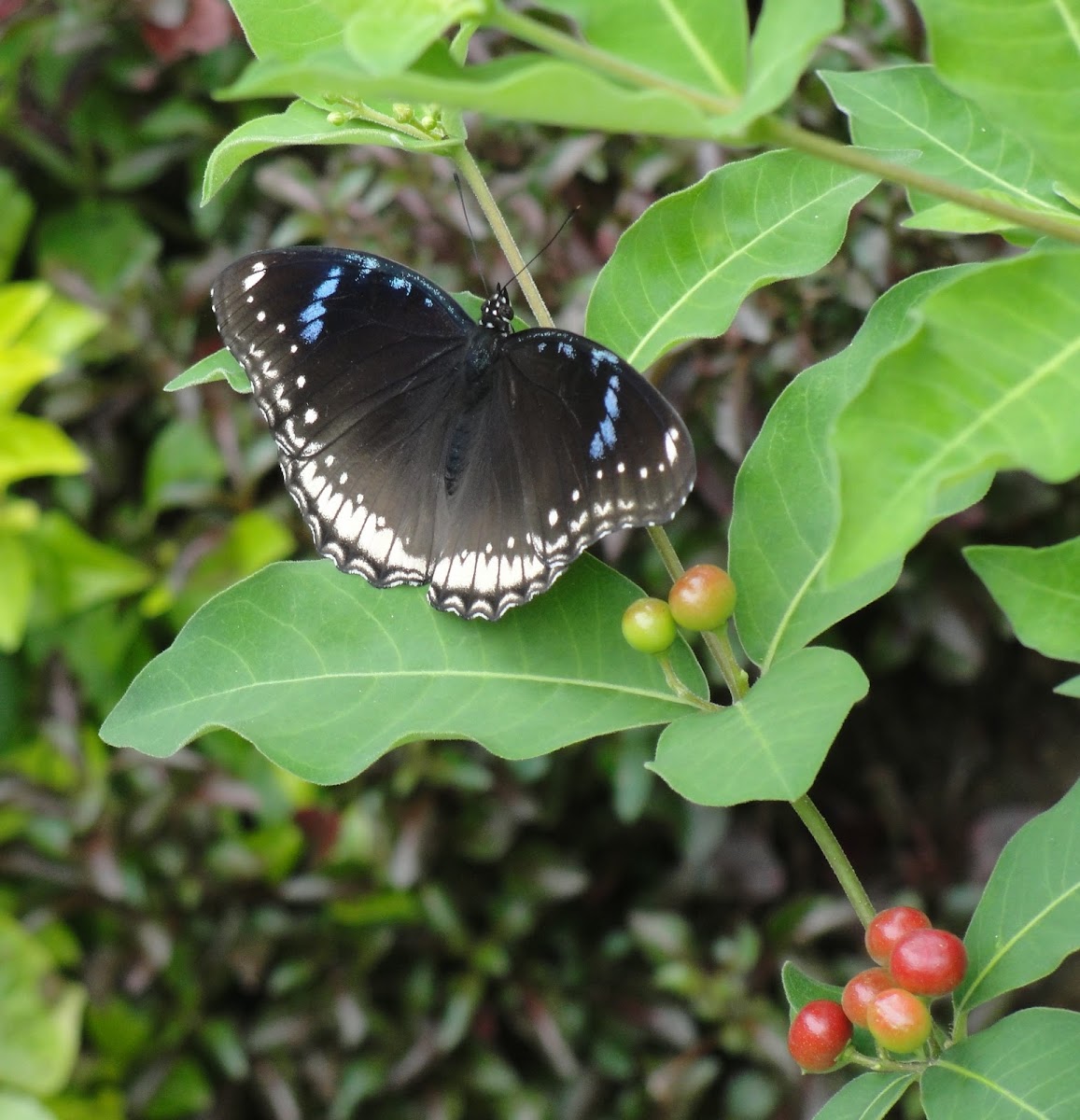 The great eggfly female
