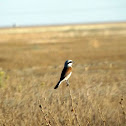 Red-backed Shrike