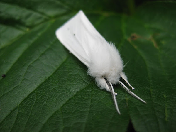 White Furry Moth | Project Noah
