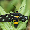 Handmaiden Moth