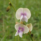 South African Hoarypea