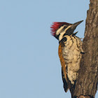 Black Rumped Flameback Woodpecker