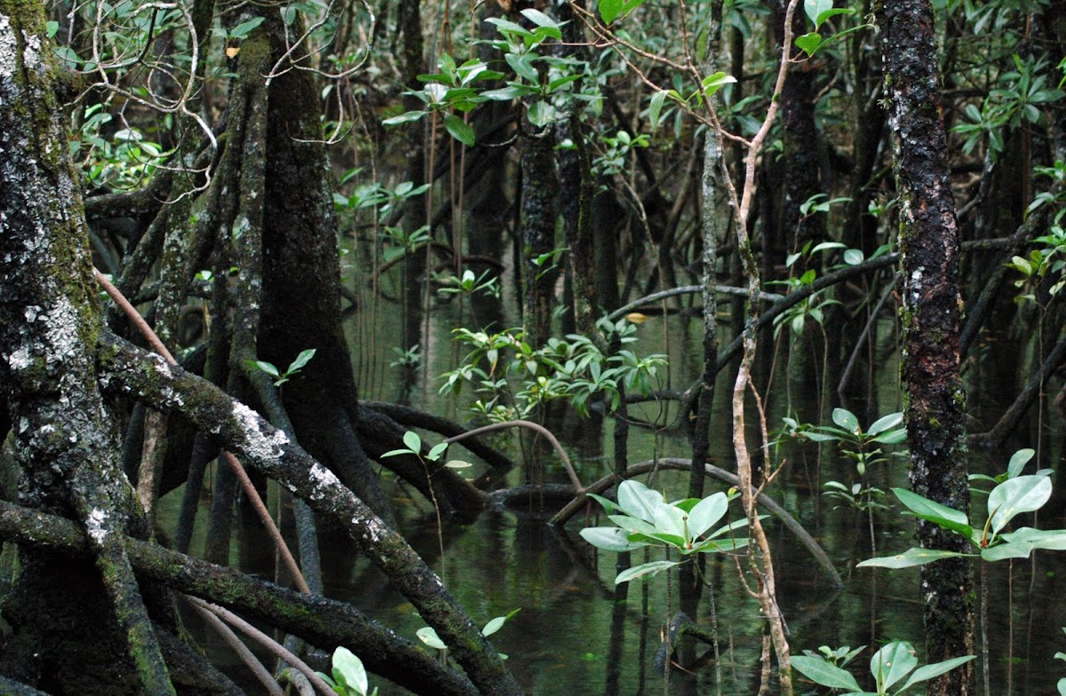 Larged-leafed mangrove