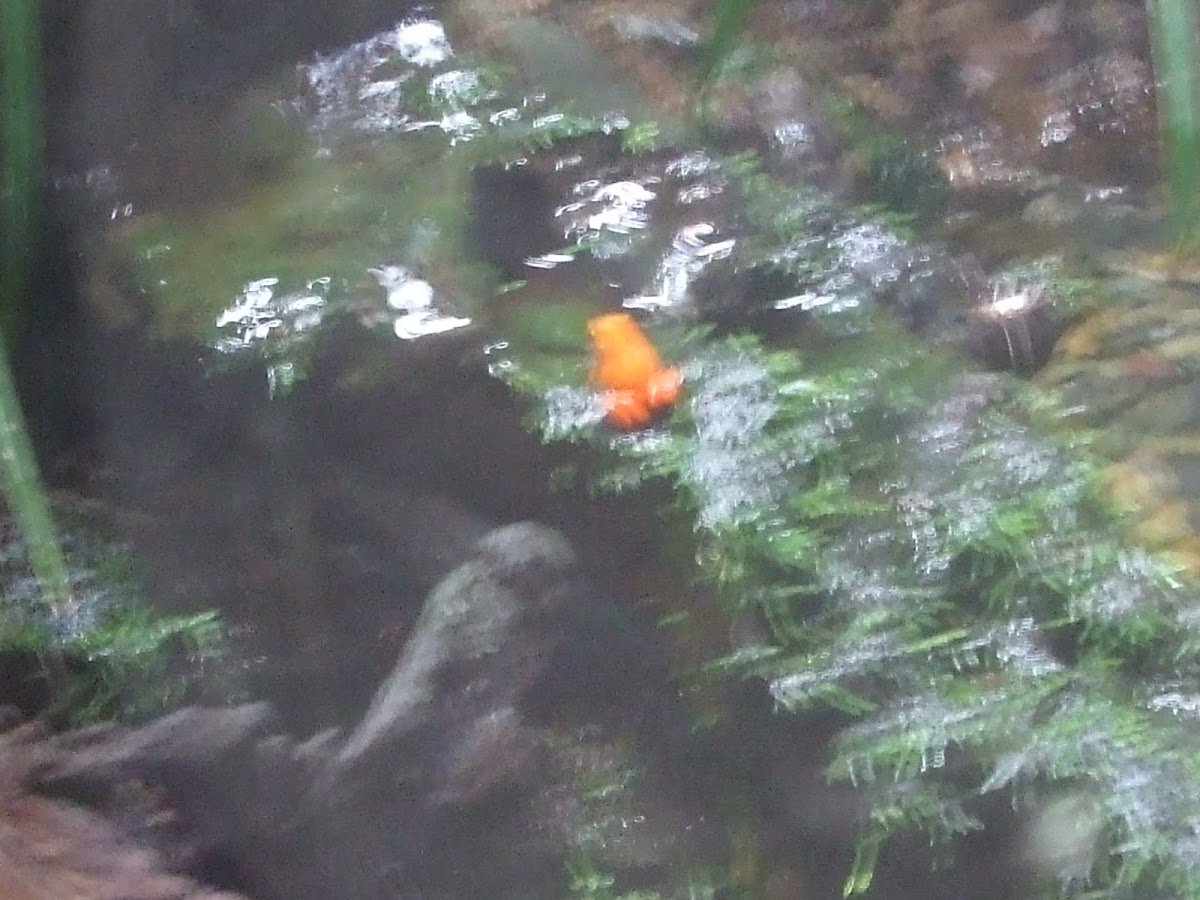 Orange frog