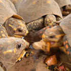 morrocoy - red footed tortise