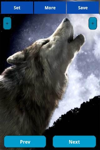Wolfs Wallpapers