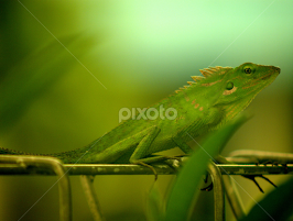 by Tiz Brotosudarmo -  