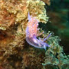 Nudibranch Flavellina