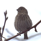 Common House Finch