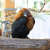 Rufous Hornbill popularly known as "Kalaw" in the Philippines