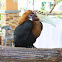 Rufous Hornbill popularly known as "Kalaw" in the Philippines