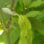 Lollipop Plant and  Shrimp Plant