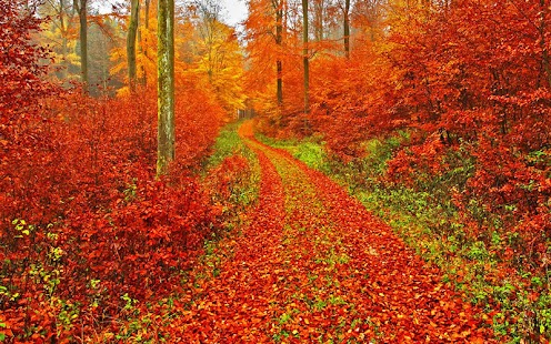 How to download Autumn Wallpaper lastet apk for bluestacks