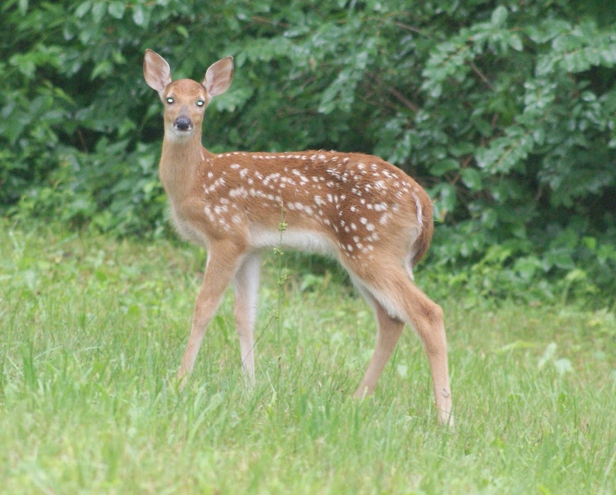 white-tailed deer (Fawn)