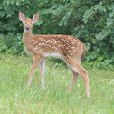 white-tailed deer (Fawn)