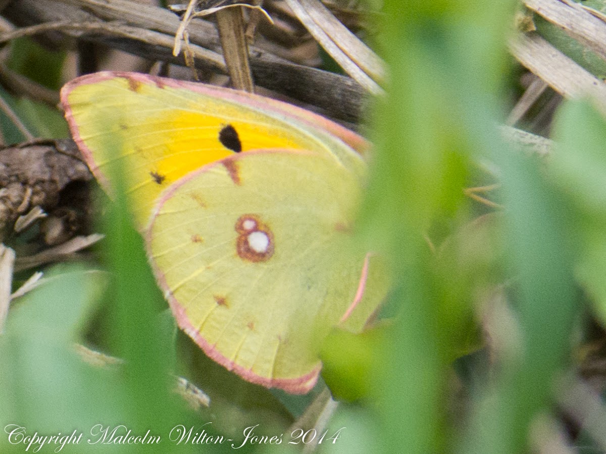 Pale Clouded Yellow